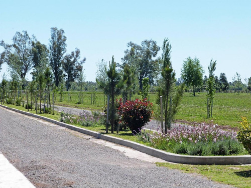 Imagen 3 de 5 de Terreno Sobre Avenida De 467m2 - Pinares Del Sur