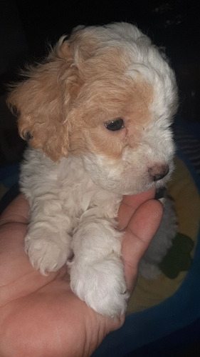 Caniche Blanco