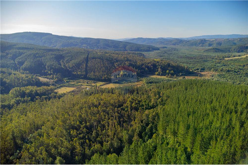 Predio Forestal En Venta 52 Ha. - Mantahue Gorbea