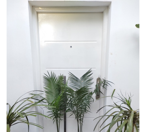 Palmera Cyca Circinalis - Deco, Piscinas, Paisajismo