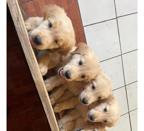 Golden Retriever, Entrega Inmediata 