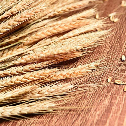 June Fox Tallos De Trigo Secos, 100 Tallos De Gavillas De Tr