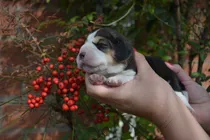 Comprar Cachorros  Beagle Tricolor Y Bicolor