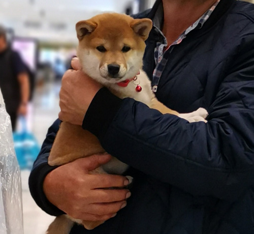 Shiba Inu