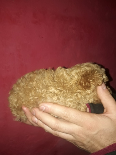 Imagen 4 de 8 de Caniche Micro,mini Y Toy