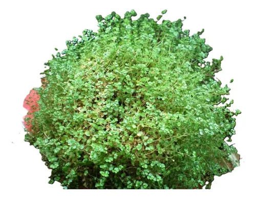 comprar Musgo Colchón De La Novia Pequeño Cubresuelo Ornamental