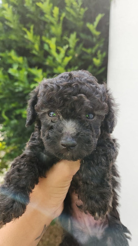 Lindos Filhotes De Poodle Toy