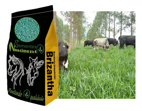 Sementes Brachiaria Brizantha Marandu 20kg Incrustada