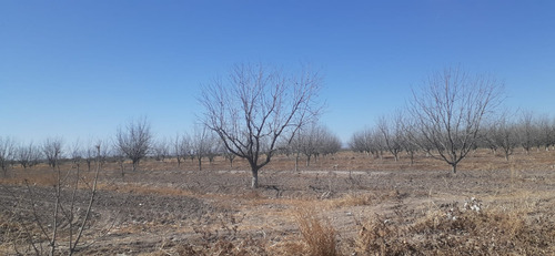 Terreno Con Nogales En Venta En San Pedro De Las Colonias, Coahuila