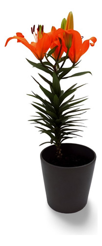 Planta Flores Artificiales Para Sala