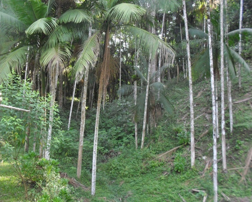 Imagem 4 de 22 de Chácara À Venda Em Juquitiba - 409 - 32982628