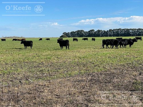 Campo Ganadero En Venta 680 Has A 1.30hs De Bs.as General Paz, Ranchos