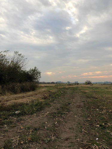 Imagen 18 de 27 de Campo Agricola Productivo Rural Zona Alto Rinde Marcos Paz Limite Gral Rodriguez