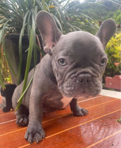 Imagen 6 de 6 de Bull Dog Francés 100% Puros.