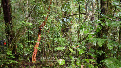 Lindo Terreno En Reserva Biológica Huilo Huilo