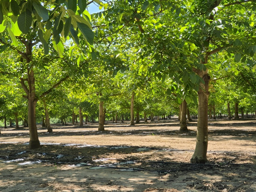 Fundo En Venta San Clemente, Talca, Región Del Maule