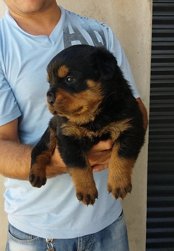 Filhotes De Rottweiler Com Pedigree Cbkc E Microchip