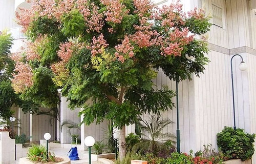 Arvore Da China Koelreuteria Bipinnata - Sementes P/ Mudas