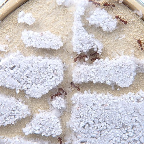 Insect Lore Ant Farm Dos Caras Ant Mountain Incluye Habitat