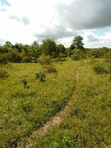 Imagem 14 de 27 de Fazenda Com 377 Tarefas Em Morro Do Chapéu - Bahia - Afd015 - 70334233
