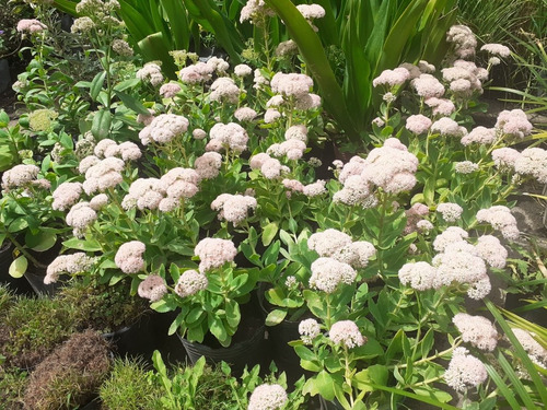 Hylotelephium Spectabile Telefío, Sedum De Otoño 3lts