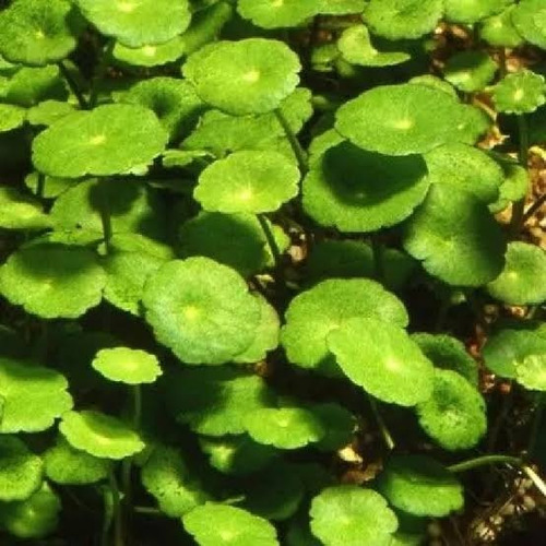 Hydrocotyleverticillata