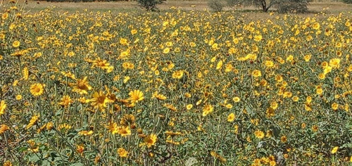Imagen 11 de 30 de Terreno Campestre En Venta En Palo Colorado - San Miguel De