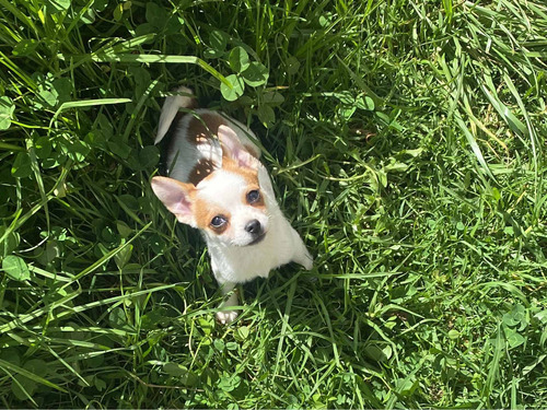 Imagen 1 de 4 de Último Cachorro Chihuahua Cabeza De Manzana Mini Toy