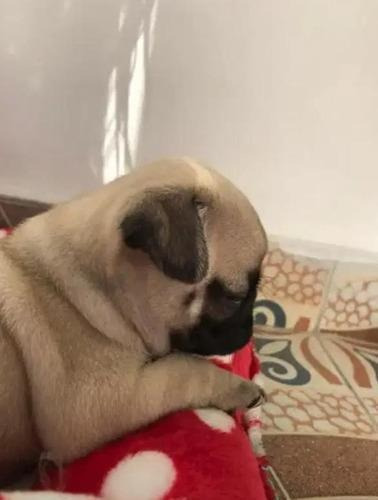 Imagen 3 de 5 de Hermosos Cachorros Pug Carlinos 100% De Raza Pura. Vacunados
