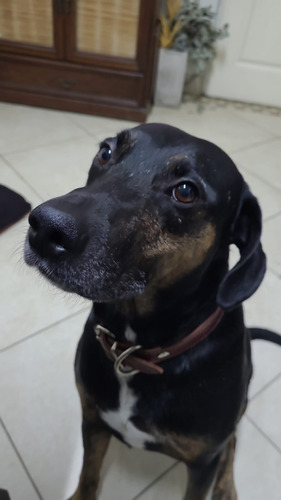 Perro Guardián 5 Años Aprox. Guardián, Cariñoso, Obediente