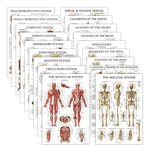 18 Cartel Anatomico Laminado Muscular Esqueletico Digestivo