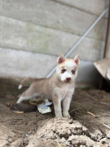 Husky Siberiana Hembra