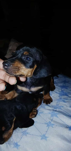 Imagen 5 de 5 de Cachorros Daschund Mini
