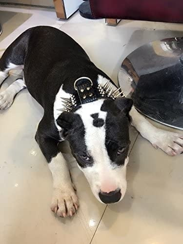 Collar Para Perro Con Picos Largos De Lujo Mediana