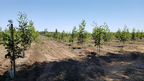 Parcela Agrícola En Venta En Longaví Con Casa En Obra
