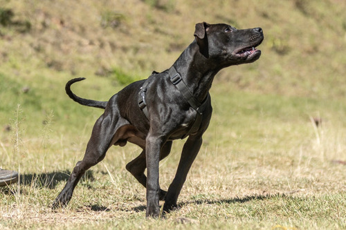 American Pit Bull Terrier (drago D.m.d & Sakura L.t )