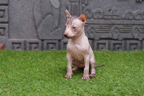 Xoloitzcuintle 