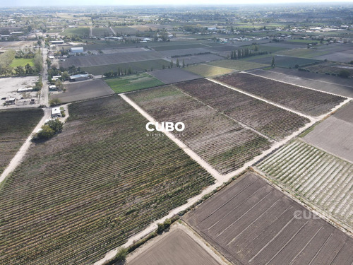 Cubo Vende 12 Hectareas De Viñedo En Rodeo De La Cruz Mendoza Argentina