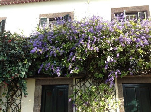 Imagem 5 de 5 de Muda De Flor De São Miguel - Petrea Volubilis - Trepadeira