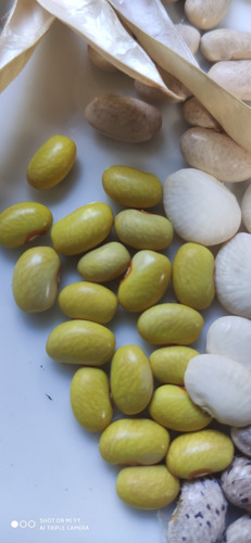 Mix Semilla Porotos Variado A Elección Cinco Variedades