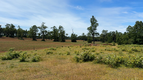 Campo En Venta En Cañitas, Los Muermos, Región De Los Lagos