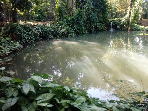 Imagem 10 de 23 de Chácara Com 4 Dormitórios À Venda, 9000 M² Por R$ 750.000,00 - Aparecidinha - Santa Terezinha De Itaipu/pr - Ch0024
