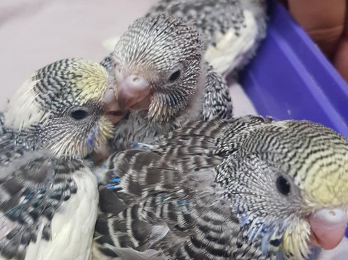 Hermosos Periquitos Australianos