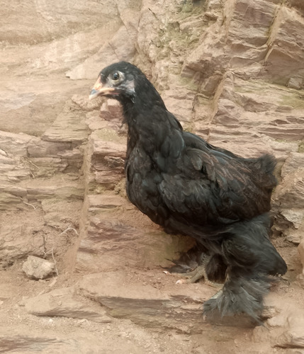 Gallos Gigante De Raza Jersey (Usado)