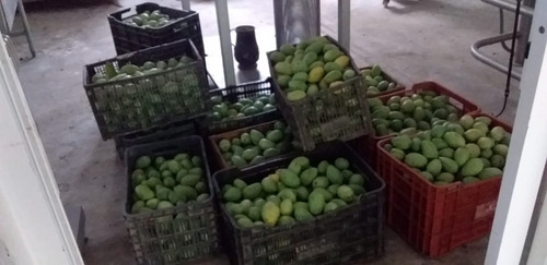 Imagen 8 de 10 de Pulpa De Mango Manila La Perla De Los Rios Cont. Neto 12pz