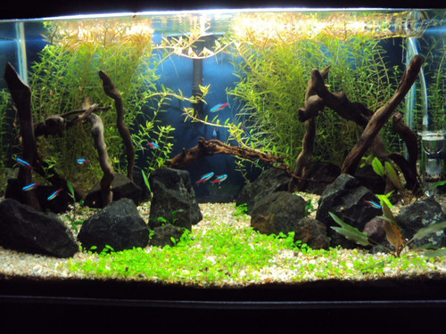 Arcilla Roja Para Tu Acuario Plantado Componente Excelente