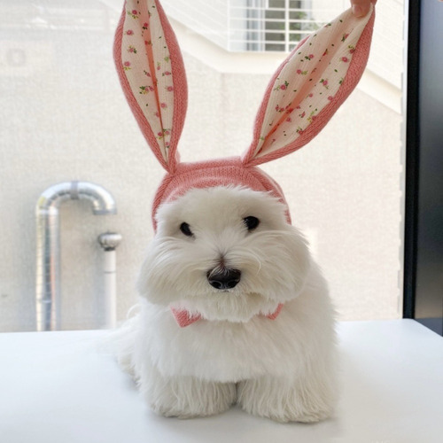 Gorro De Punto Con Orejas De Conejo, Disfraz De Perro, Decor