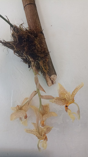 Orquídea Stanophea Occulata