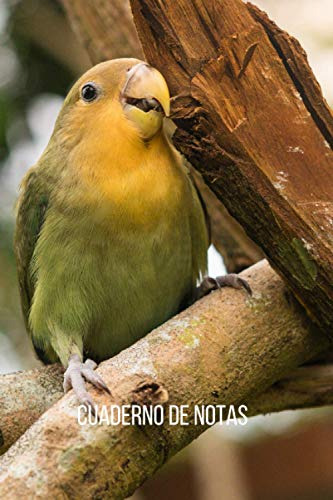 Cuaderno De Notas Loros Inseparables: Diario De Composicion