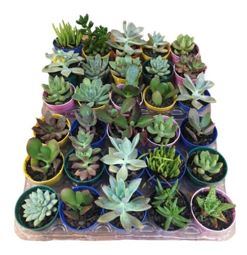 Imagem 1 de 9 de Kit 30 Mini Suculentas Plantinhas Naturais Para Decoração 